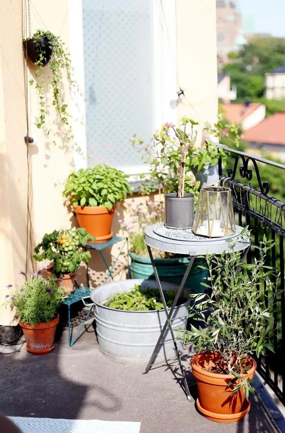 阳台照不到太阳可以种迷迭香,阳台晒不到太阳可以种黄瓜吗