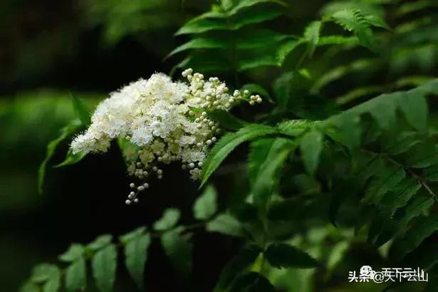 「微云山-知青故事50年」《云山松》(连载二)-文/王连方