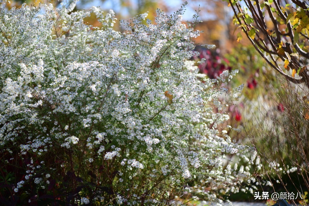 扶不起的绿植,扶不起的绿植视频
