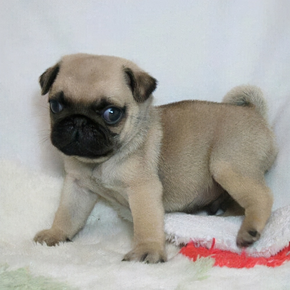 购买巴哥幼犬如何选择,购买巴哥幼犬怎么挑