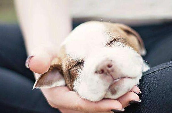 教你正确训练狗狗的方法,训练狗狗的各种技巧免费