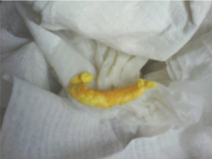 小奶猫怎么喂养才能养好,小奶猫怎么人工喂养视频