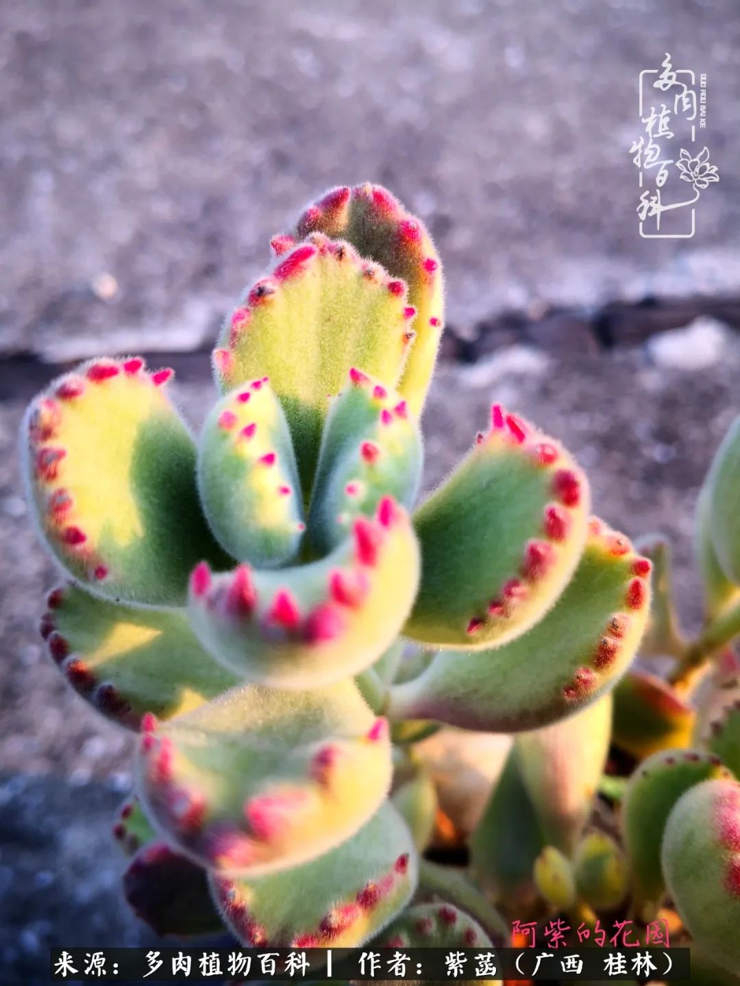 如何在夏天买的多肉度夏,多肉度夏好帮手