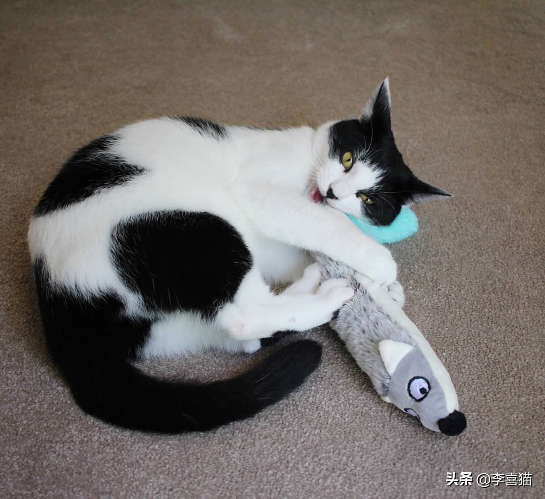 猫咪最喜欢的8类玩具 (铲屎官必备猫玩具大全)