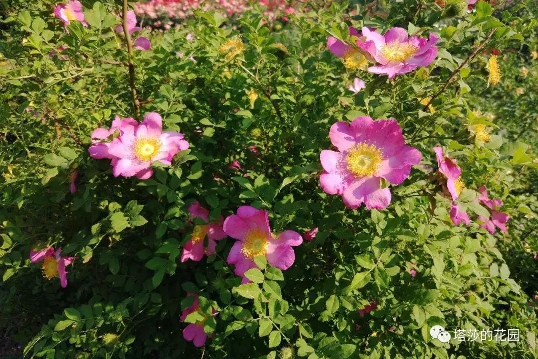 玫瑰和月季和蔷薇的区别图解,月季玫瑰蔷薇芍药牡丹的区别