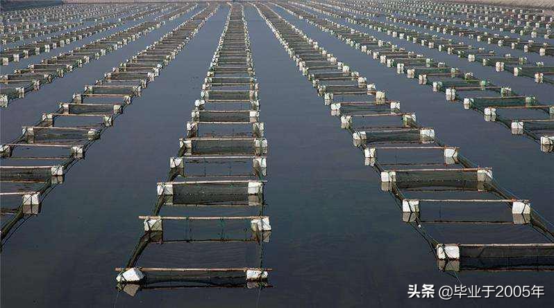 从客观角度说说海参,客观的角度说一说海参