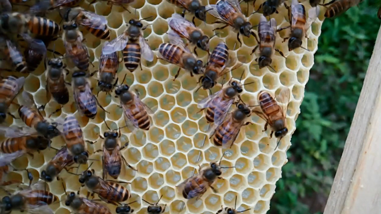 土养蜜蜂工蜂产卵怎么办,蜂群失王了有王台工蜂产卵怎么办