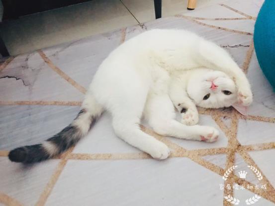 长途开车带猫咪回老家?这3个安全问题,你确定不来学习下?