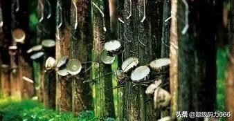 假乳胶枕致癌吗,睡假乳胶枕会头疼么