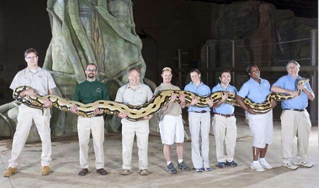 世界上体型最大最重的蛇是什么蛇,中国最大的眼镜蛇有多大