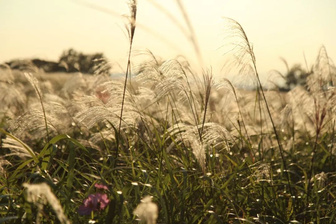 辽宁省除了沈阳大连哪个城市宜居,辽宁大连最宜居的地方