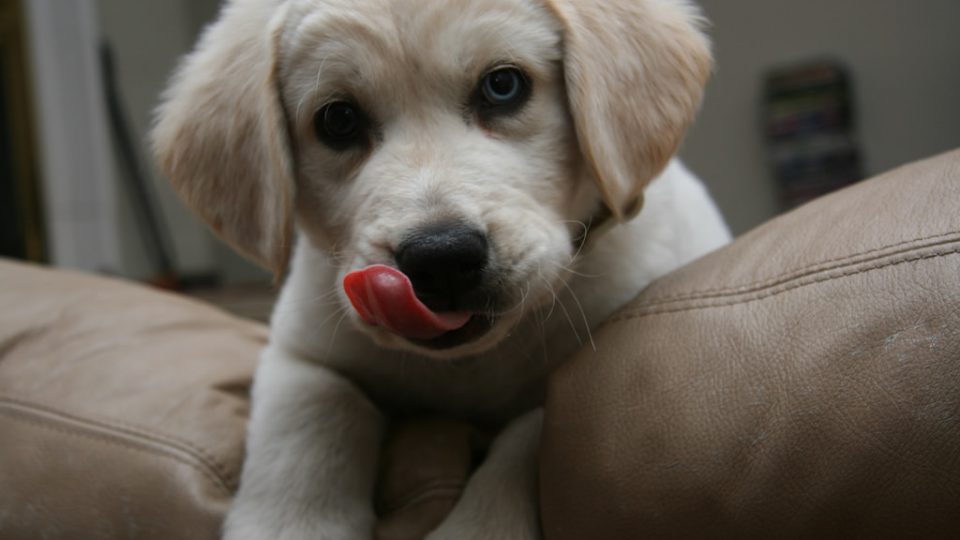 狗狗呕吐的常见原因和应对,狗狗呕吐的五大原因和三步疗法