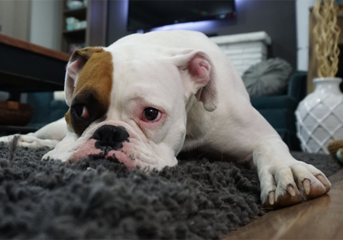 幼犬细小心肌炎的症状,小狗肺炎呼吸急促应该怎么缓解