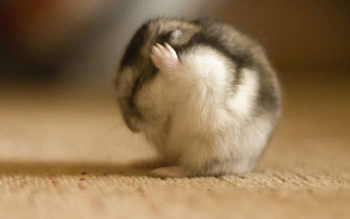 不同宠物花销大盘点原来养它才是真土豪