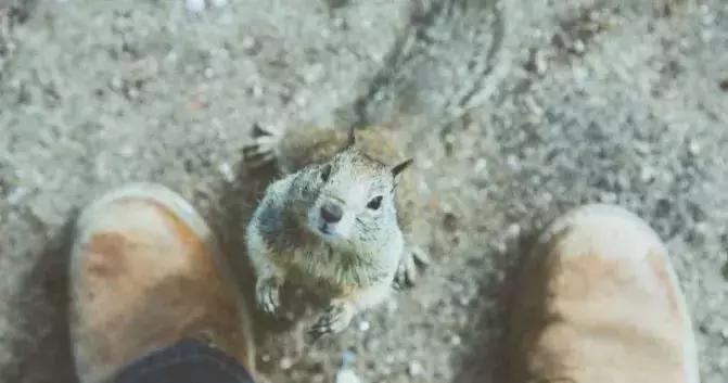 做了15年宠物服饰,这次我们做了个萌宠试衣间|它它李伟波