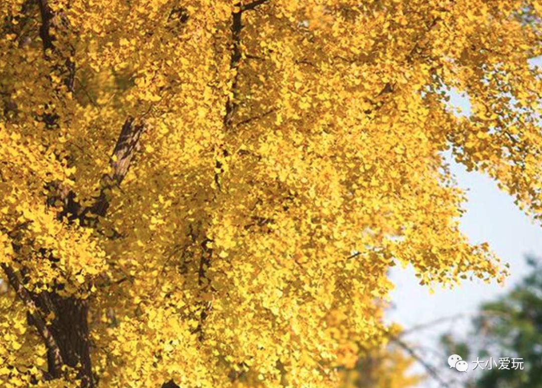 北京红螺寺银杏最佳观赏时间,北京赏银杏景区有哪些