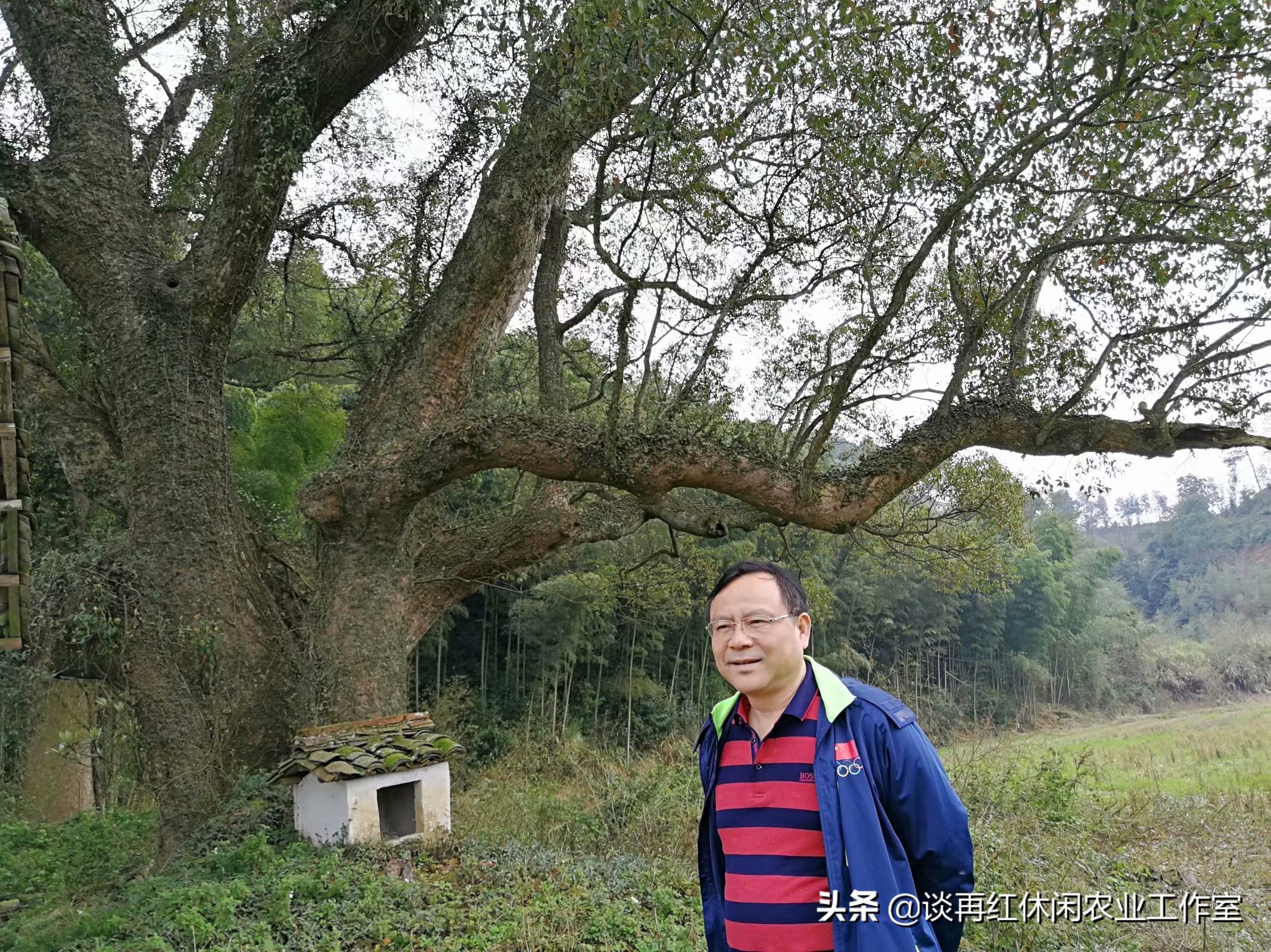 鱼树栽屋前好还是屋后好,阳宅不宜栽什么树