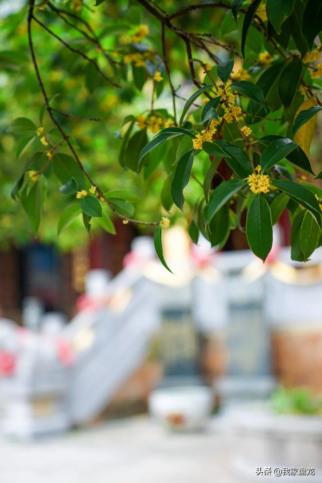 在盘龙的桂花香里，亲吻这个秋天|黑龙潭公园美图大赏