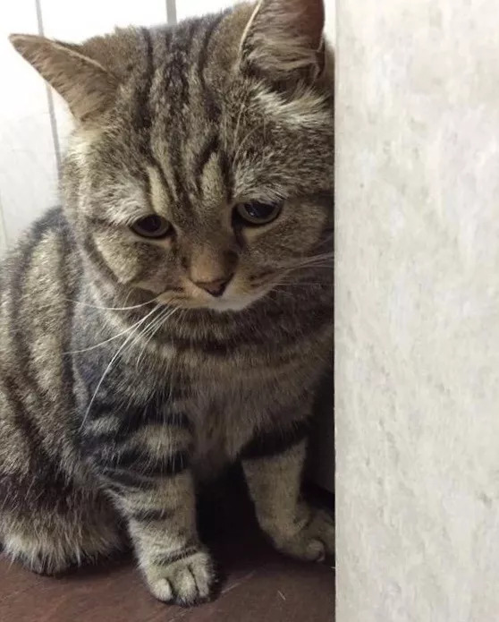 中国留学生被老师逼疯,中国学生把外国教授逼疯