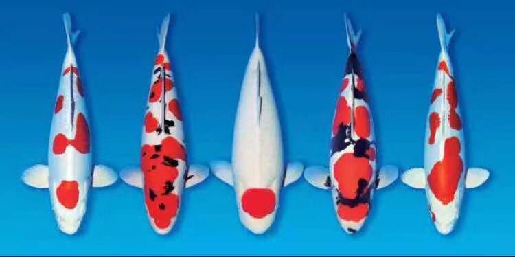 鱼缸养锦鲤鱼技术大全,缸养小锦鲤鱼的基本方法