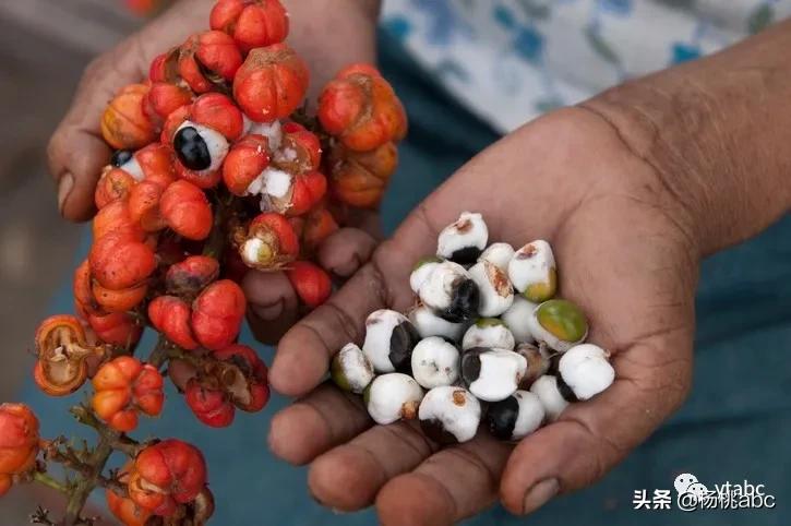 网络热门野生水果鉴定,鉴定网络热门水果仙人掌果实