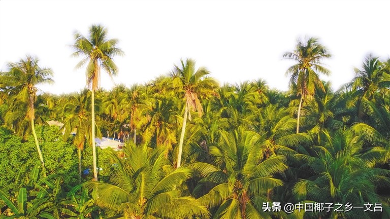 椰树十几年前,椰树是一年四季都有吗