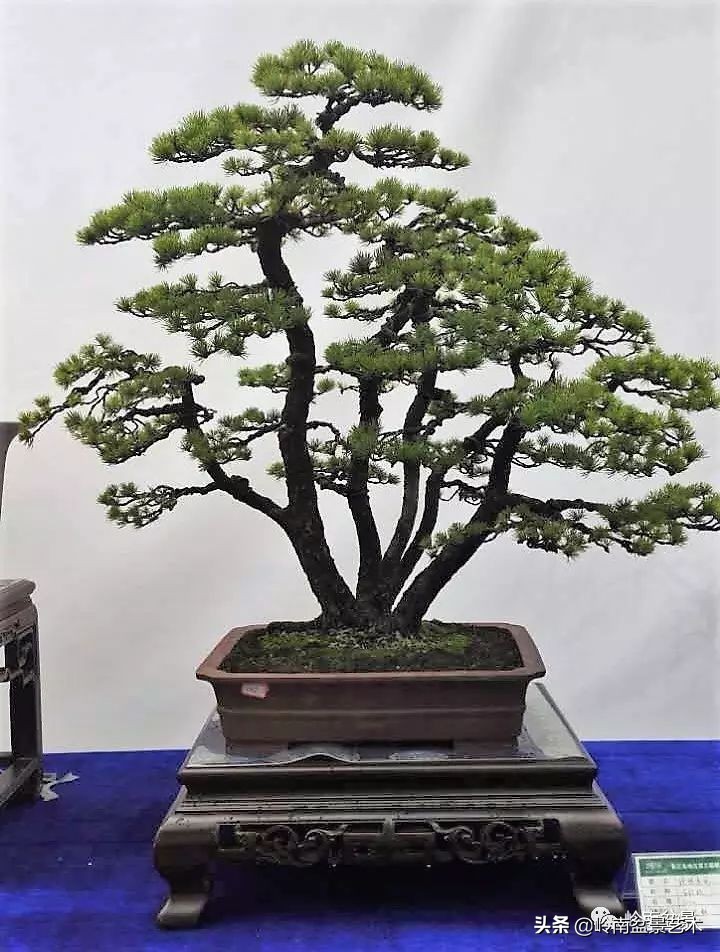 松树在水旱丛林盆景创作中的运用 (松树丛林盆景经典之作)