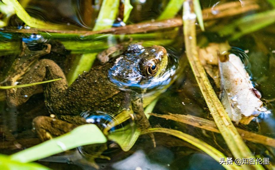 现在养什么最挣钱种植什么最挣钱,养殖小项目农村养殖什么比较靠谱