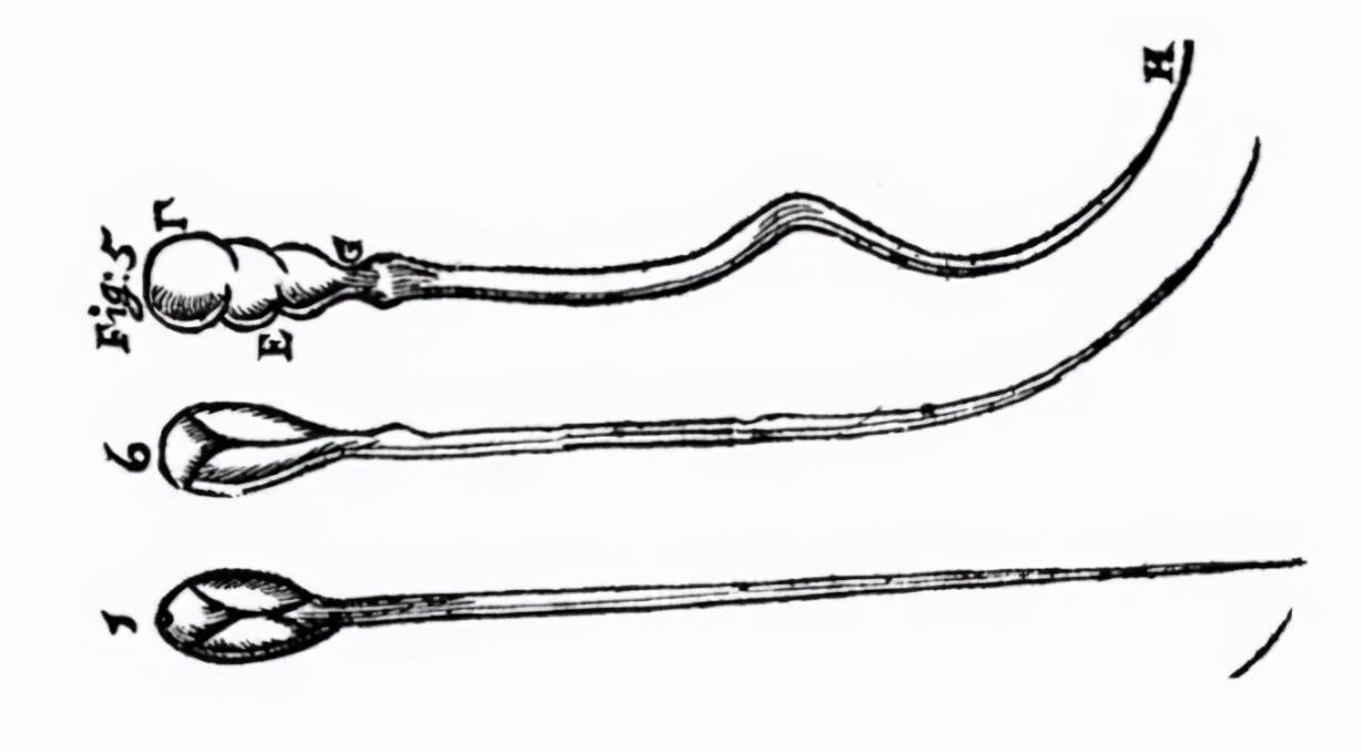 科学家发现精子运动规律,科学家们首次发现精子的运动规律