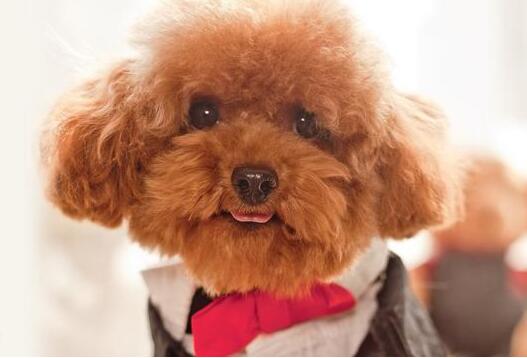 饲养贵宾犬6大禁忌图片,家养贵宾犬注意事项