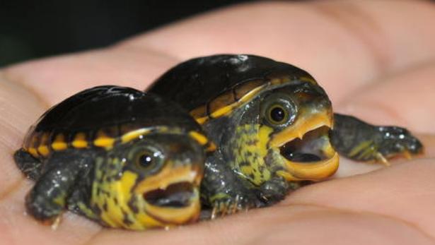 鱼池里的乌龟冬天怎么过冬,冬天乌龟如何过冬