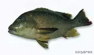 海洋科普世界上都有什么鱼,十种受欢迎的海鲜鱼类