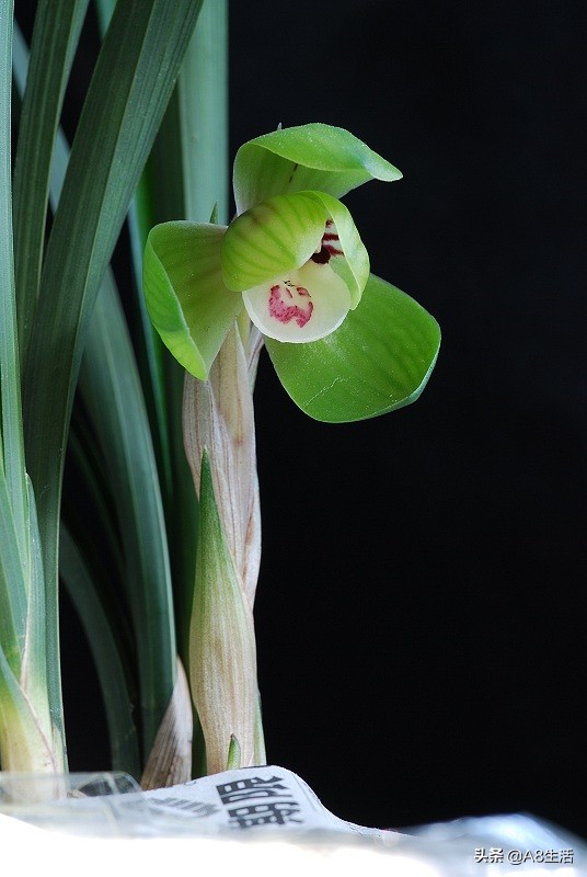 春兰名品兰花,春兰兰花名品图鉴