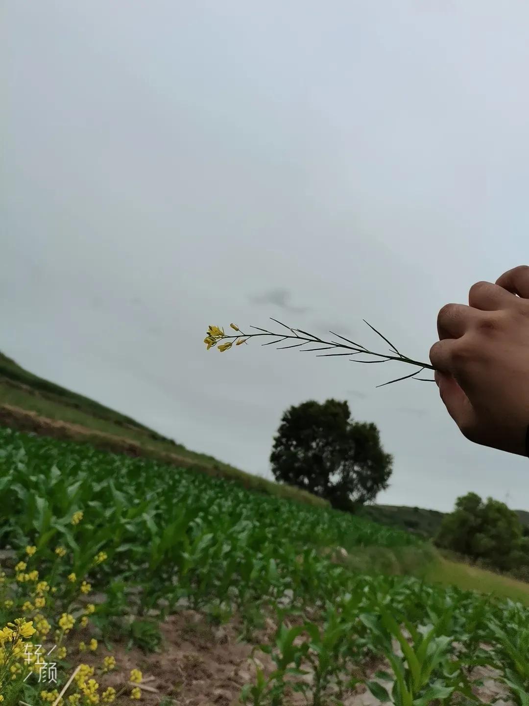 关于家乡生态环境研究报告,谈谈家乡近几年生态环境的变化