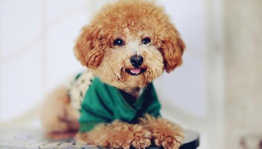 小体泰迪发情期是来大姨妈期间吗,泰迪发情期不出血了是不是结束了