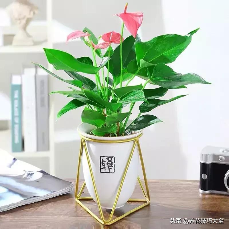 家里适合养几盆红掌,红掌养阳台招财吗