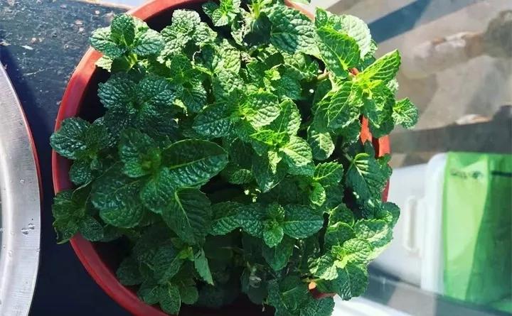 盆栽花发蔫什么原因,买回来的花很快就蔫的原因