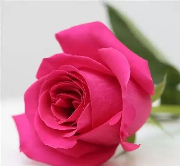 一万年一次的2020520;一起认识100种玫瑰~别送错啊