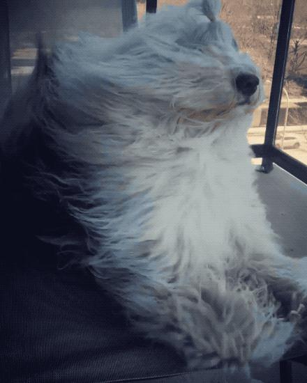 这里的毛毛千万别乱拔！小心会有生命危险