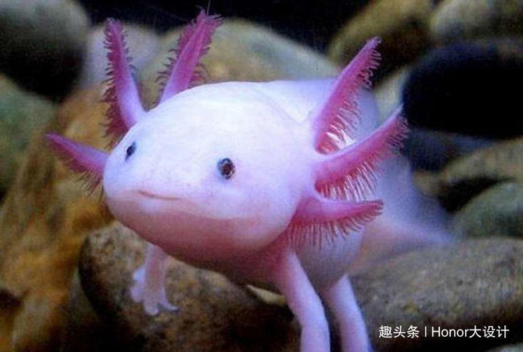 世界上最呆萌的六角恐龙,世界上最胖的六角恐龙