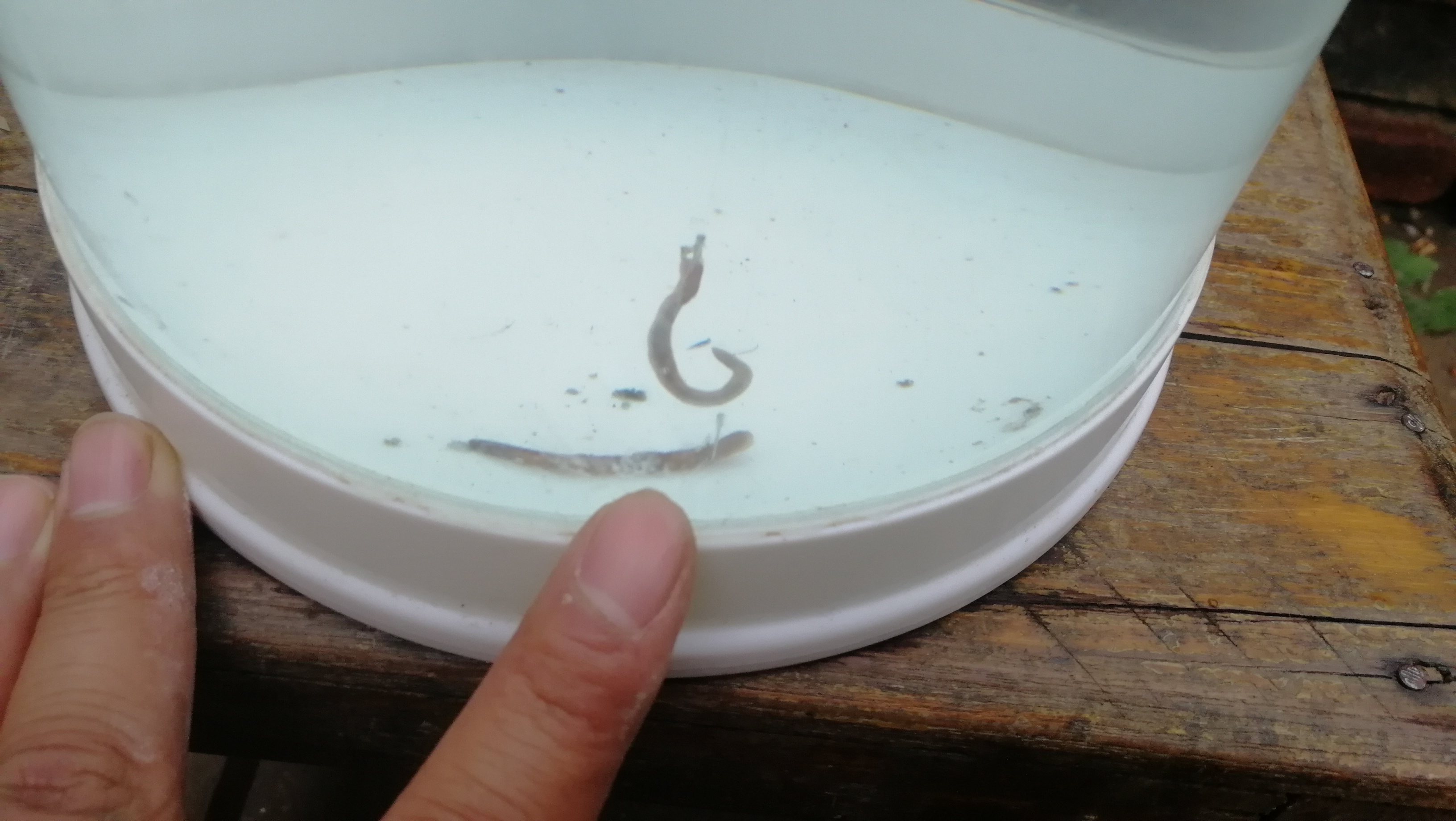 蚯蚓钓鱼真没必要调漂，学会这样钓，简单实用，避小钓大