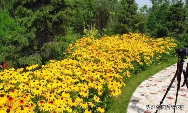 精心种植的一盆菊花非常漂亮,菊花盆栽什么样好看又好养