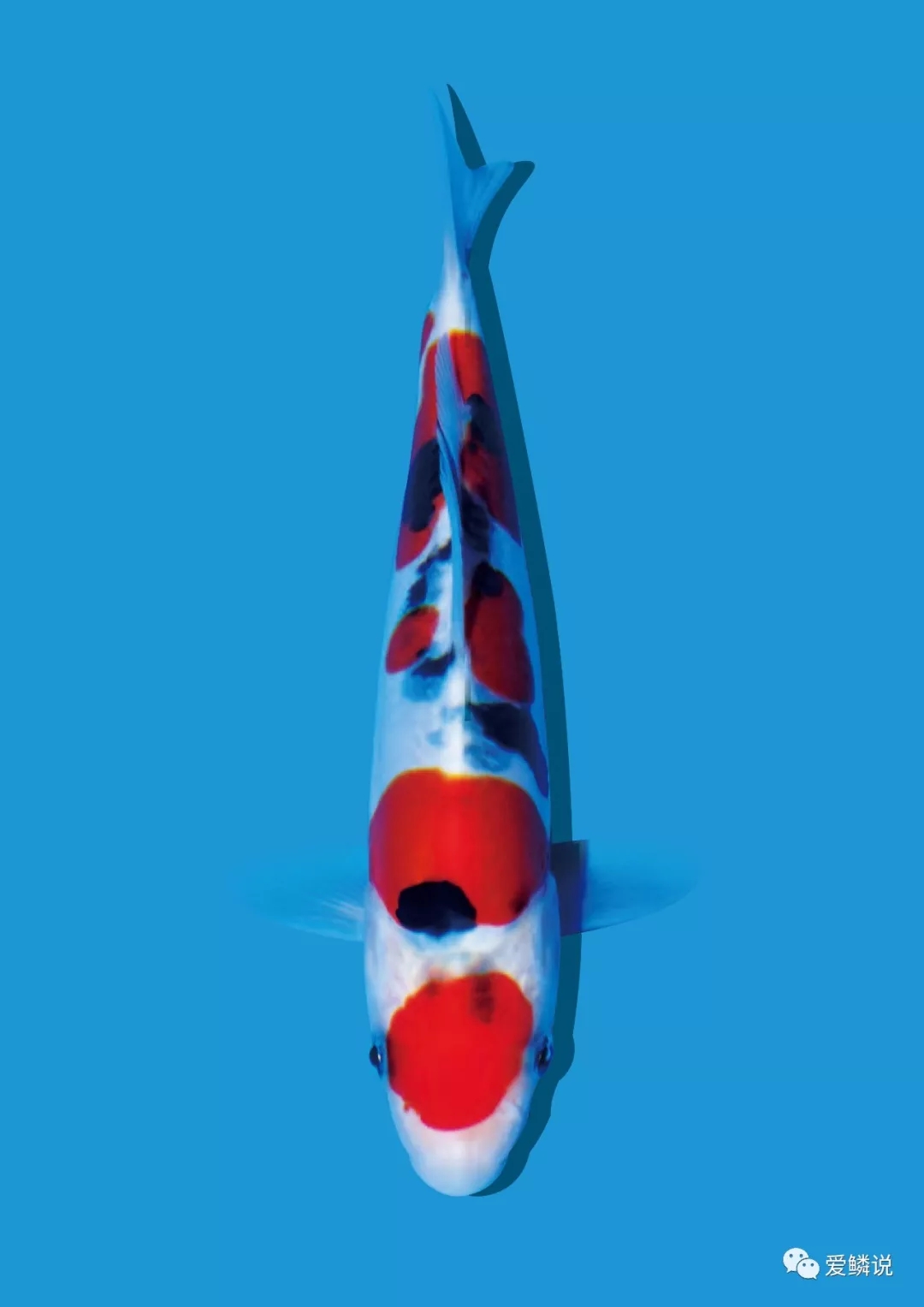 敲黑板今年开学第一课重点讲啥,敲黑板划重点这些机会不容忽视