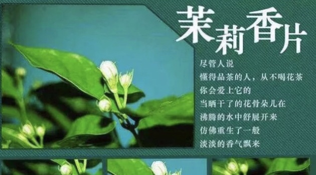 张爱玲人间至味,张爱玲茉莉花香解读