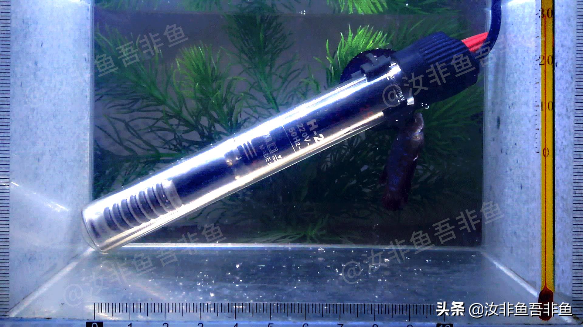 斗鱼白点病最佳治疗方法,白点病鱼怎么治疗具体方法