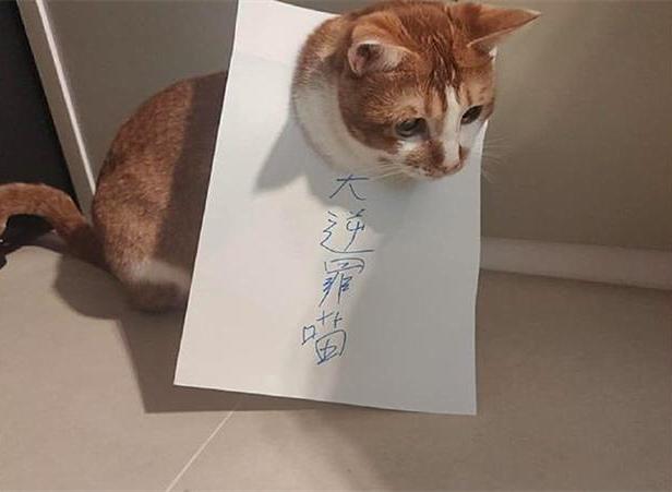 猫咪把主人的电脑弄倒了,猫咪把电脑显示屏咬坏