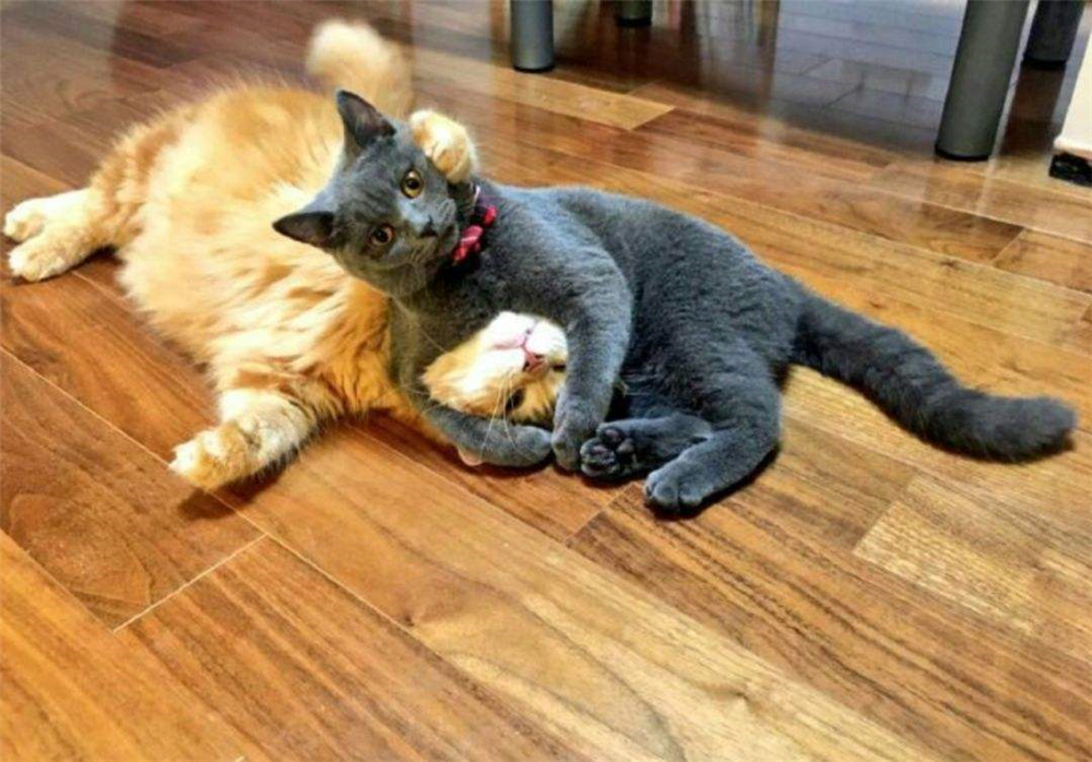 辟谣猫咪并非黑夜都能看得清,猫咪假孕结果真孕