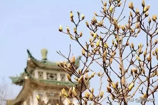 天津河北区桃花堤开了吗,天津看桃花的北运河桃花堤