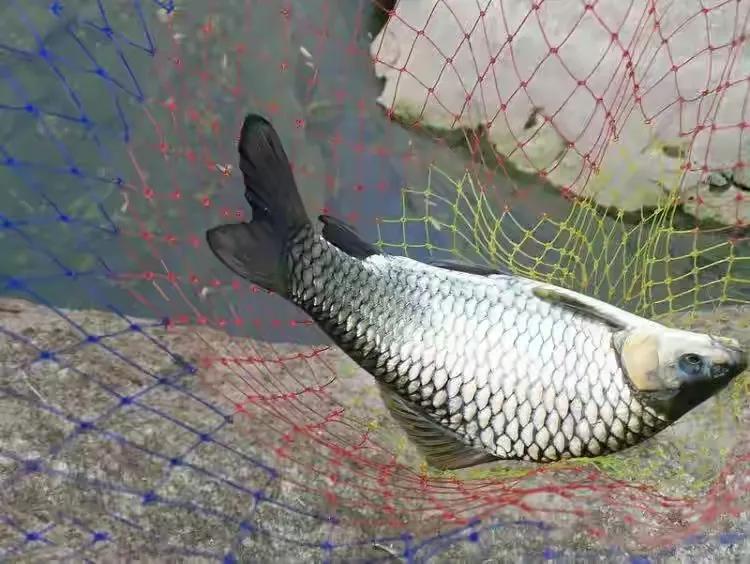 中国最好吃的4大淡水鱼,中国特别好吃的10种淡水鱼