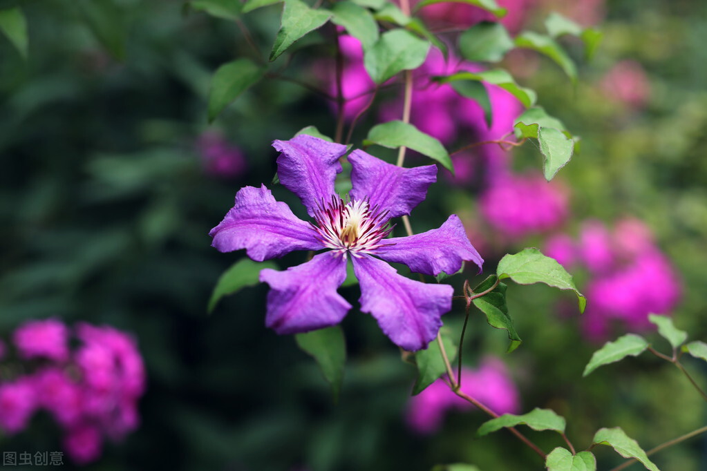 那些令人赞叹的庭院花卉,5种庭院生活方式的花卉